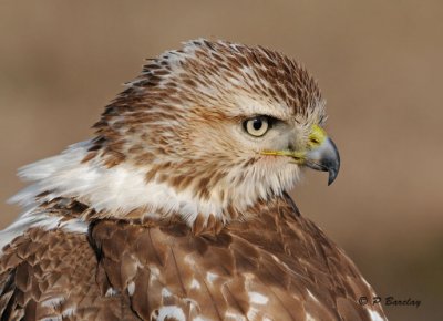 Red-tailed hawk (juv)