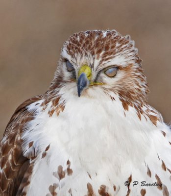 Red-tailed hawk (juv): SERIES