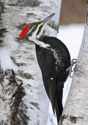 Pileated woodpecker (f)