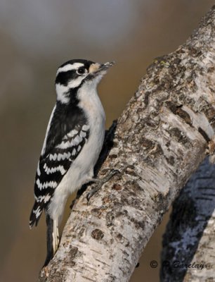 Downy woodpecker (f)