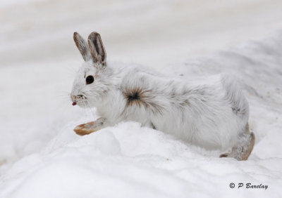 Snowshoe hare