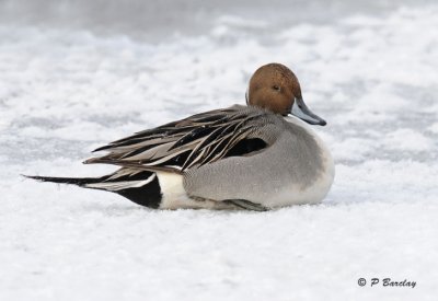 Northern Pintail (m)