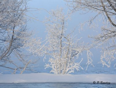 Dressed in frosty white