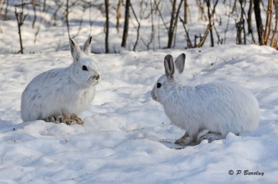 Snowshoe hares