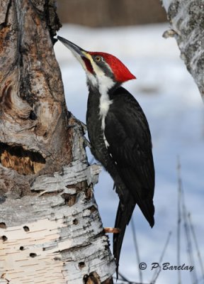Pileated Woodpecker (m)