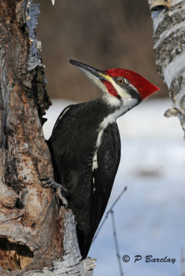 Pileated Woodpecker (m)