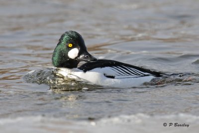 Common Goldeneye (m)