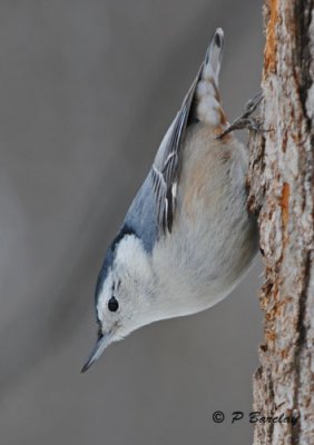 White-breasted Nuthatch