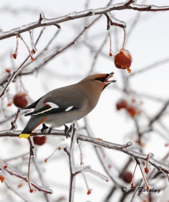 Bohemian Waxwing