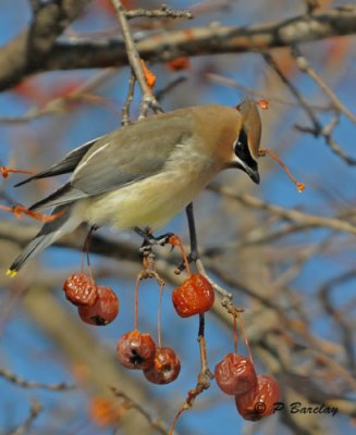 Cedar Waxwing