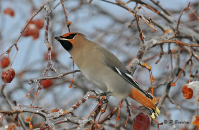 Bohemian Waxwing