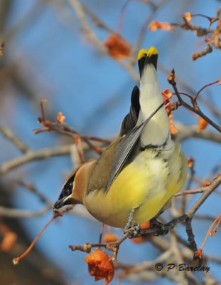 Cedar Waxwing