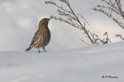 House Finch (f)