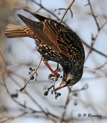 European Starling