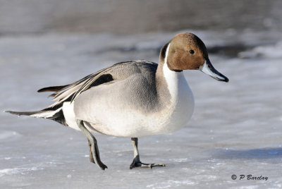 Northern Pintail (m)