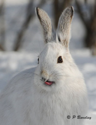 Snowshoe Hare