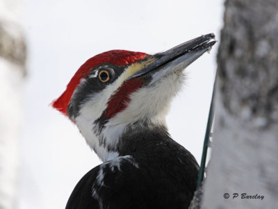 Pileated Woodpecker (m)