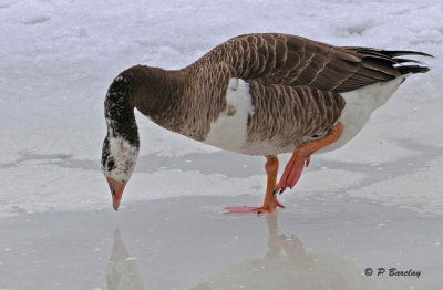 Canada X Greylag Goose Hybrid