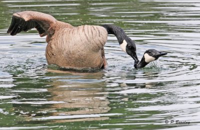 Canada Geese:  SERIES