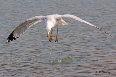 Ring-billed Gull