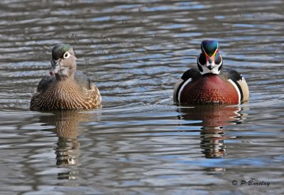 Wood Ducks (f & m)