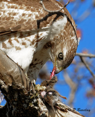 Red-tailed Hawk (juv):  SERIES