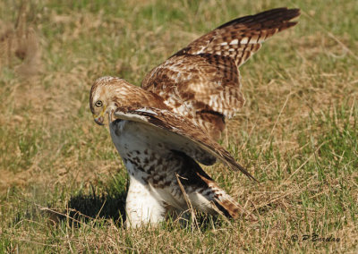 Red-tailed Hawk (juv)