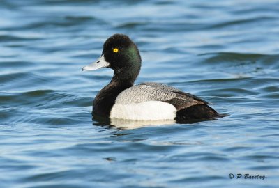 Greater Scaup (m)