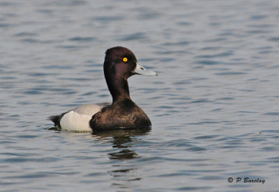 Lesser Scaup (m)