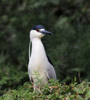 Black-crowned Night-Heron