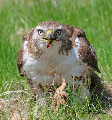 Red-tailed Hawk (juv):  SERIES