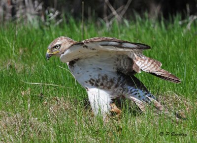 Red-tailed Hawk (juv)
