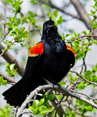 Red-winged Blackbird (m)