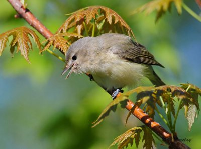 Warbling Vireo