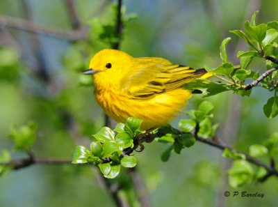 Yellow Warbler (m)