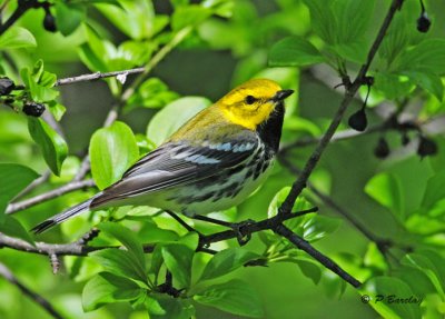 Black-throated Green Warbler (m)