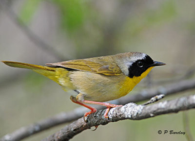 Common Yellowthroat (m)