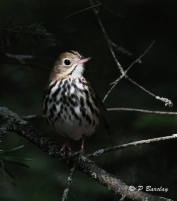 Ovenbird