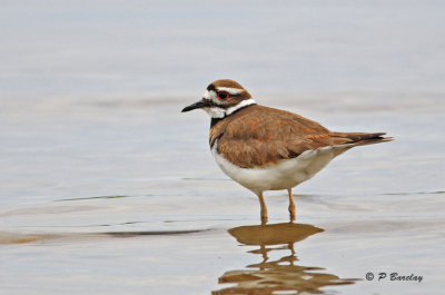 Killdeer