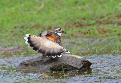 Killdeer: SERIES