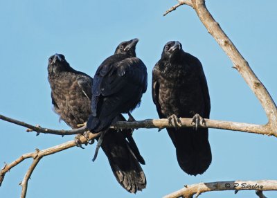 American Crow: SERIES