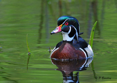 Wood Duck (m)