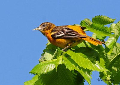 Baltimore Oriole (f)