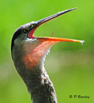 Great Blue Heron