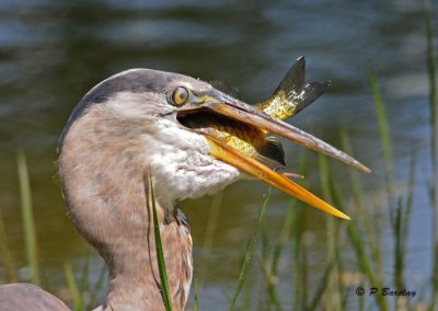 Great Blue Heron