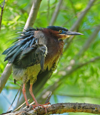 Green Heron