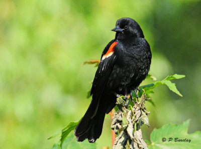 Red-winged Blackbird (m)