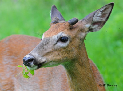 White-tailed Deer: SERIES