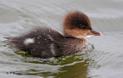 Hooded Merganser (juv)