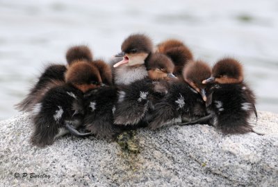 Hooded Mergansers